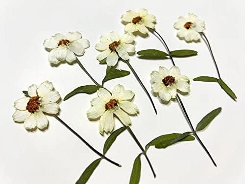 TH SMART -8PCS זינייה גבעולים לבנים פרחים לחוצים אמיתיים פרחים שטוחים טבעיים שמורים לחומר מלאכה אמנות אספקת אספקת עיצוב ציפורן