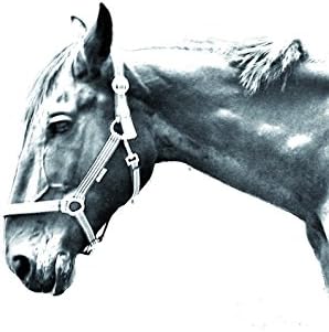 ארט דוג, מ.מ. הנובר, מצבה סגלגלה מאריחי קרמיקה עם תמונה של סוס