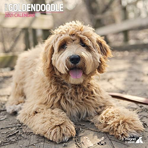 מגנט ופלדה Goldendoodle מסורתי 2021 לוח שנה: לוח שנה לכלבים - לוח השנה 2021-2022, 12 חודשים - מתנה לבעלי כלבים -