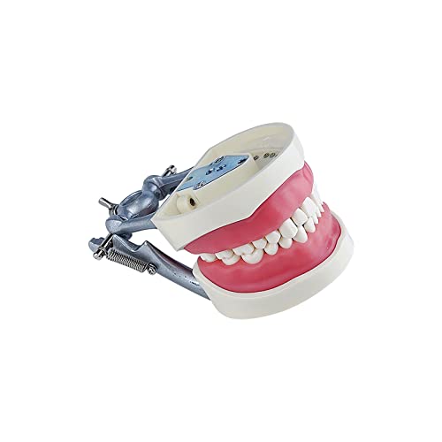 022 הוראת מחקר כלים טיפודונט מפרקי האנטומיה דגם עם 32 נשלף שיניים…